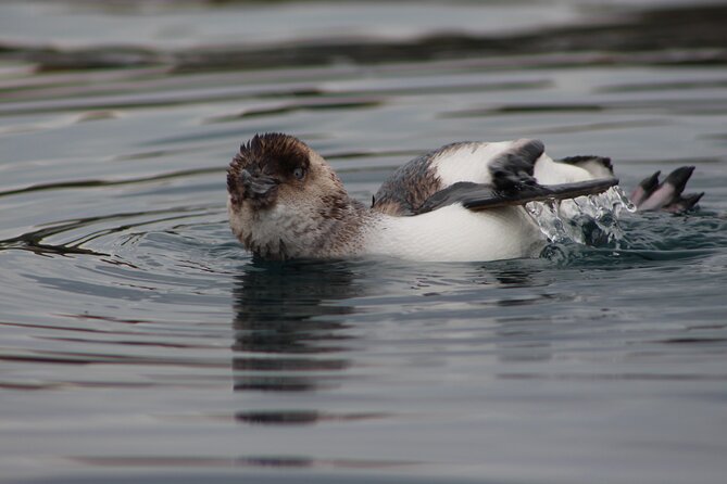 Private Seal Kayaking and Wildlife Tour in Kaikoura - The 3-Part Flow: Van, Kayak Route, and a Sea View Finish