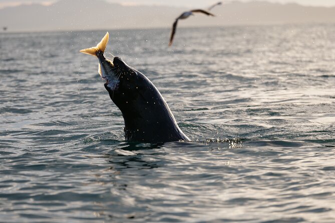 Private Seal Kayaking and Wildlife Tour in Kaikoura - Stop 2: Kaikoura Peninsula Walkway From the Water