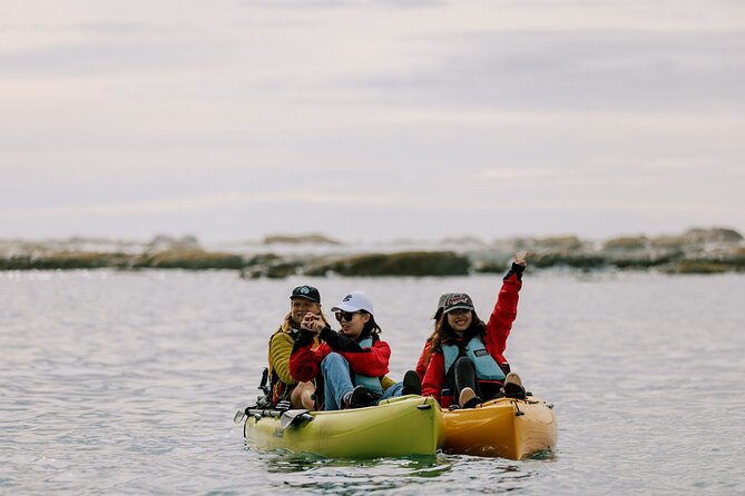 Private Seal Kayaking and Wildlife Tour in Kaikoura - Wildlife You Can Expect: Seals, Penguins, Seabirds, and Albatross