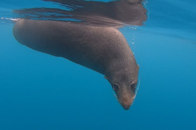 Private Seal Kayaking and Wildlife Tour in Kaikoura - Safety and Comfort: What the Included Gear Really Does