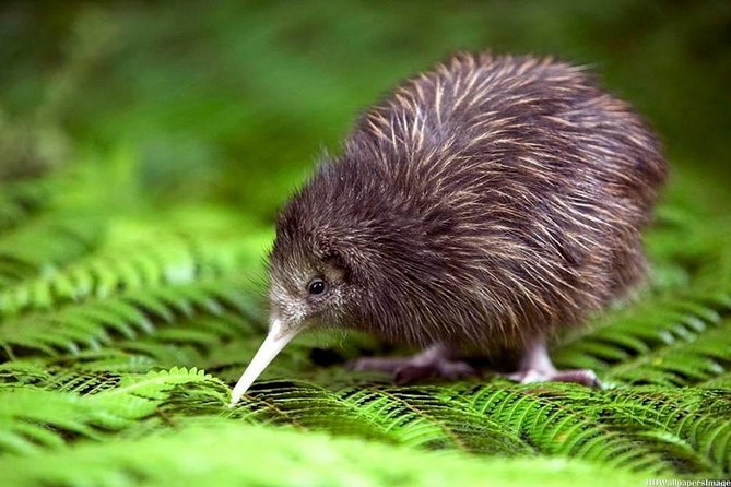 Private tour from Auckland - Waitomo Glowworm Caves, Zealong Tea & Kiwi Bird - Price and Logistics: Pickup, Private Transport, and a Real Time Budget
