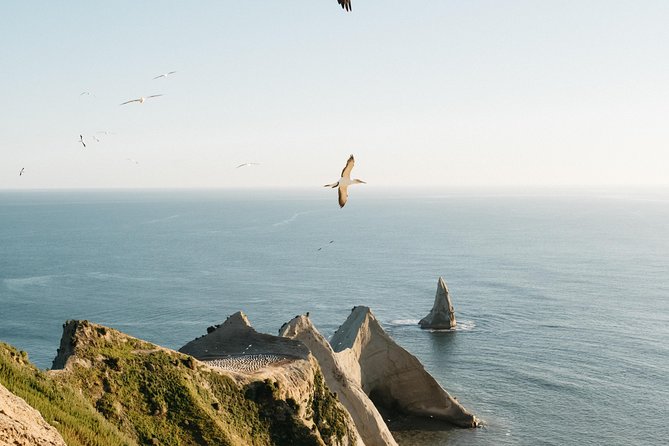Private tour to Cape Kidnappers Gannet Colony - Cape Kidnappers Gannet Colony: metres from 20,000 nesting birds