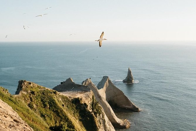 Private tour to Cape Kidnappers Gannet Colony - More than birds: golf-course scenery and the Flat Rock viewpoint