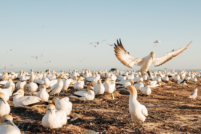 Private tour to Cape Kidnappers Gannet Colony - Price and value: what $614.37 per group really buys