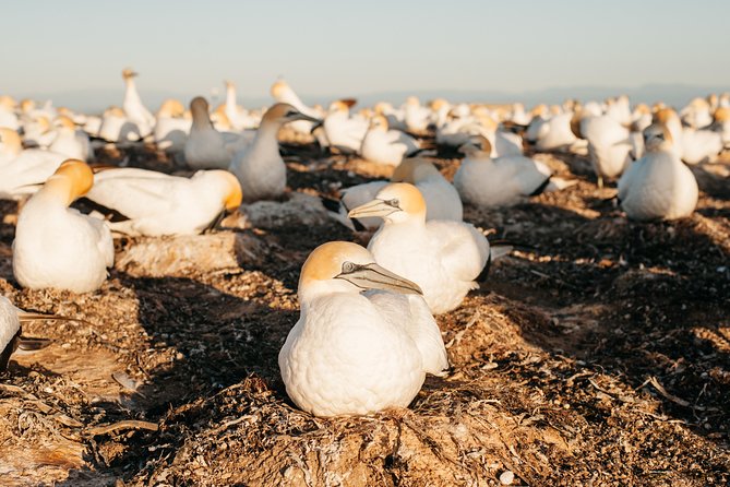 Private tour to Cape Kidnappers Gannet Colony - The ride through a working sanctuary: history, legends, and geology on the move