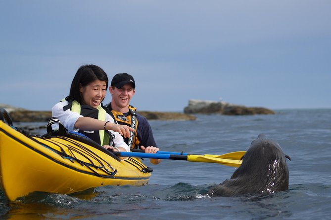 Private Wildlife Kayaking Tour - Kaikoura - Key things to know before you go