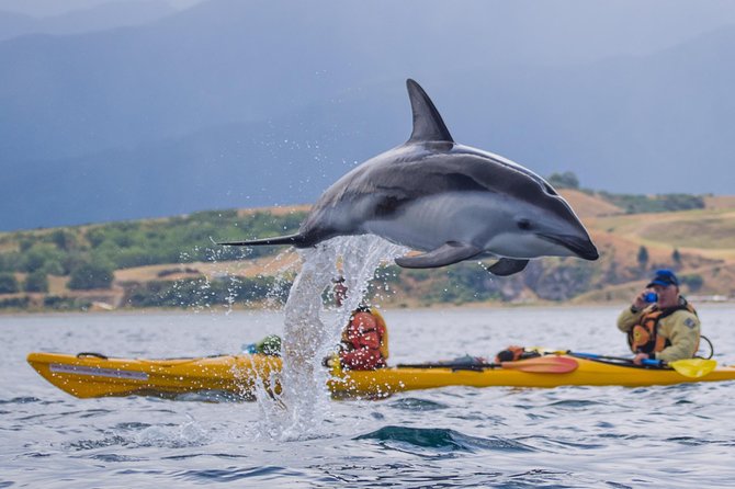 Private Wildlife Kayaking Tour - Kaikoura - Fur seals in Kaikoura, with training wheels made of good guiding