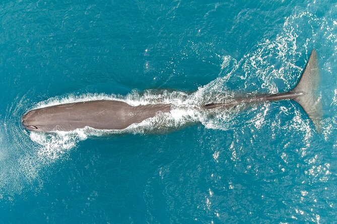 Private Wildlife Kayaking Tour - Kaikoura - Meeting point at Kaikoura Kayaks: what to expect before you launch