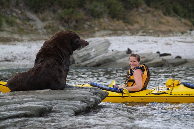 Private Wildlife Kayaking Tour - Kaikoura - Stop 2, Peninsula Seal Colony: where watching fur seals becomes a close-up craft