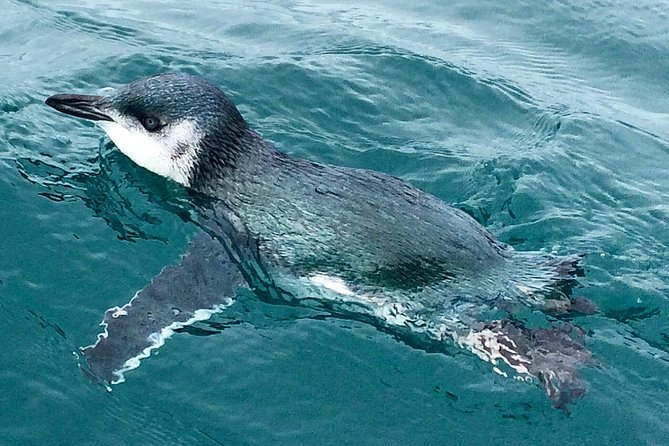 Private Wildlife Kayaking Tour - Kaikoura - Wildlife odds beyond seals: dusky dolphins and blue penguins