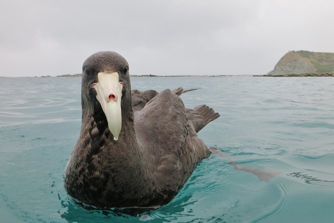 Private Wildlife Kayaking Tour - Kaikoura - How to spot wildlife without burning your energy