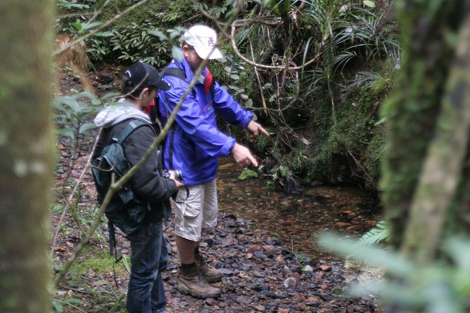 Puketi Rainforest Guided Walks .This is not a Shore Excursion product . - Ōkaihau meeting point, how logistics stay simple