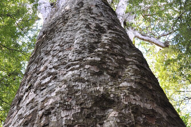 Puketi Rainforest Guided Walks .This is not a Shore Excursion product . - Tea breaks, lunch options, and how to plan your food