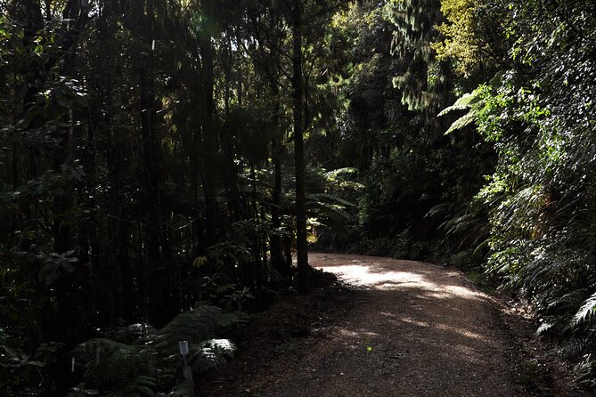 Puketi Rainforest Guided Walks .This is not a Shore Excursion product . - Price, value, and the real comparison question