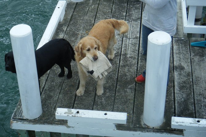 Queen Charlotte Sound Mail Boat Cruise - What the cruise feels like on the water: seating, comfort, and photo angles