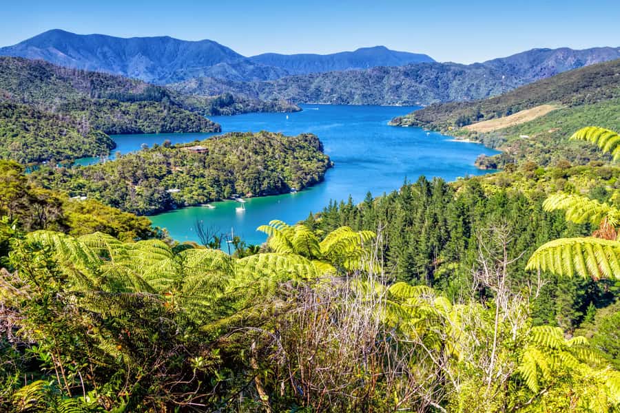 Queen Charlotte Track: Cruise & Self-Guided Hike from Picton - Key things I’d book this for