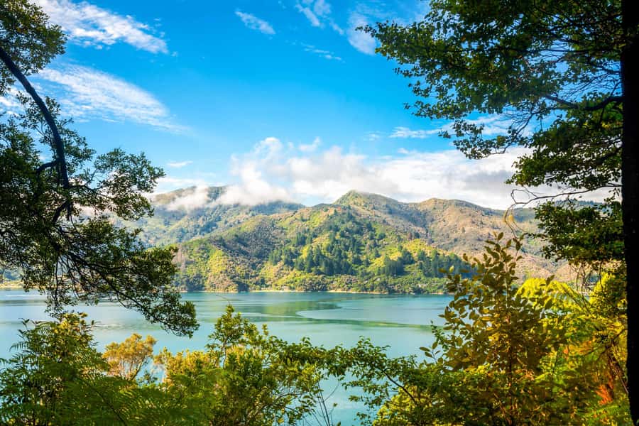 Queen Charlotte Track: Cruise & Self-Guided Hike from Picton - Why a Queen Charlotte Track cruise-hike combo works from Picton