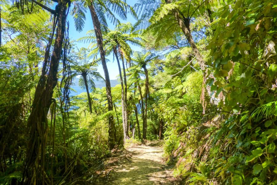 Queen Charlotte Track: Cruise & Self-Guided Hike from Picton - Furneaux Lodge and Punga Cove: your rewards at the endpoints