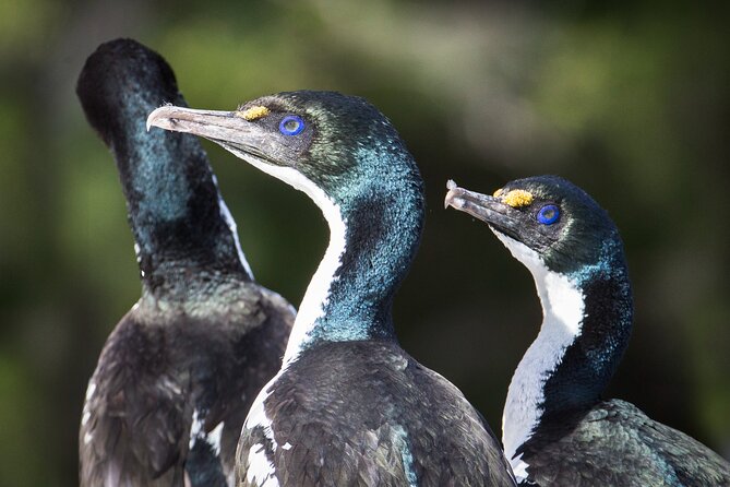 Queen Charlotte Track - Ultimate one Day Walk and Cruise - Motuara Island: predator-free birds and a close-up feel
