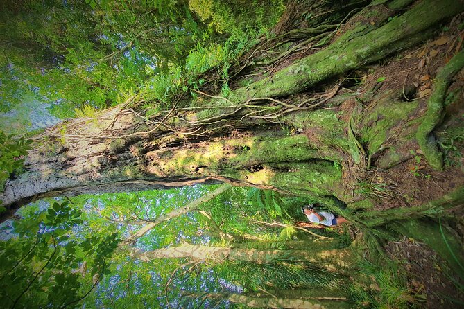 Queen Charlotte Track - Ultimate one Day Walk and Cruise - Meeting at Picton, and what that tells you about the day