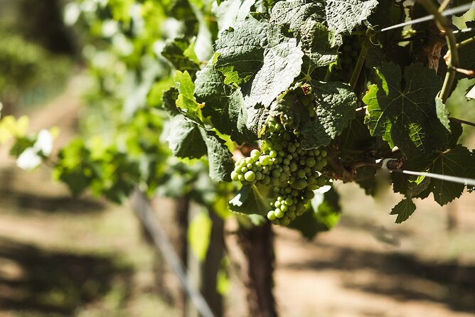 Queenstown: Afternoon Wine & Beer Tour with Platters - What the small group size really does for your day