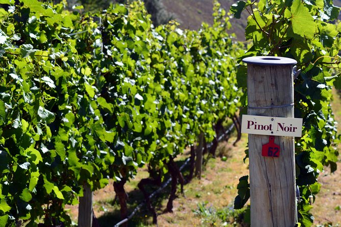 Queenstown Afternoon Wine Tour - Peregrine | Kinross | Amisfield - Stop 1: Gibbston Valley Wines, the tasting warm-up