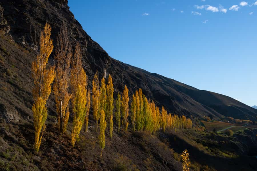 Queenstown: Craft Beer Brewery Tour with Lunch - Lunch with beer pairing: where the tour turns from fun into satisfying