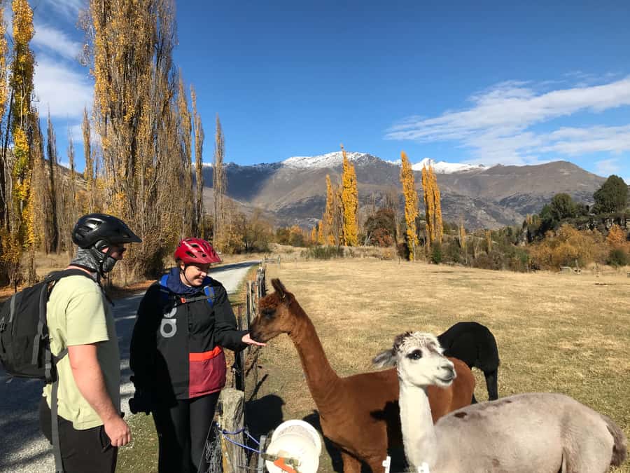 Queenstown: Guided E-Bike Tour with Winery Visits & Tastings - Arrowtown start: river riding, history stops, and suspension bridges