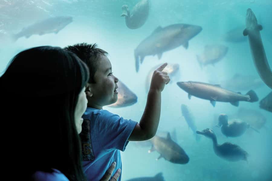 Queenstown: Hidden Underwater Theatre Experience - What Happens After the Show: Your 10 to 15 Minutes Under Lake Wakatipu