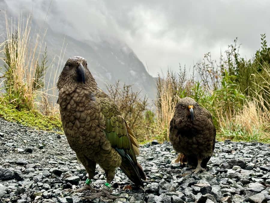 Queenstown: Milford Sound Small-Group Tour w Cruise & Lunch - Lake Gunn and the Hollyford River Stop for Water, Wildlife, and Short Walks