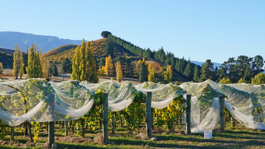 Queenstown: Private Day Trip to Wanaka, Arrowtown & More - Should You Book This Private Day Trip to Wanaka?