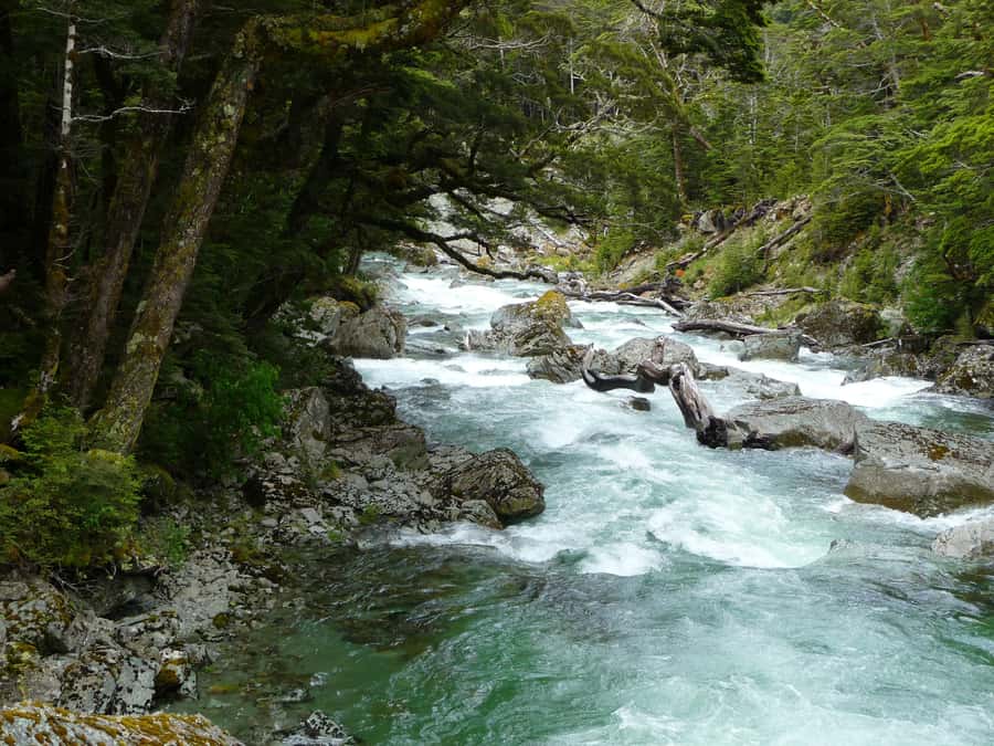 Queenstown: Routeburn Track Guided Full-Day Walk or Half Day - Key highlights worth putting on your radar