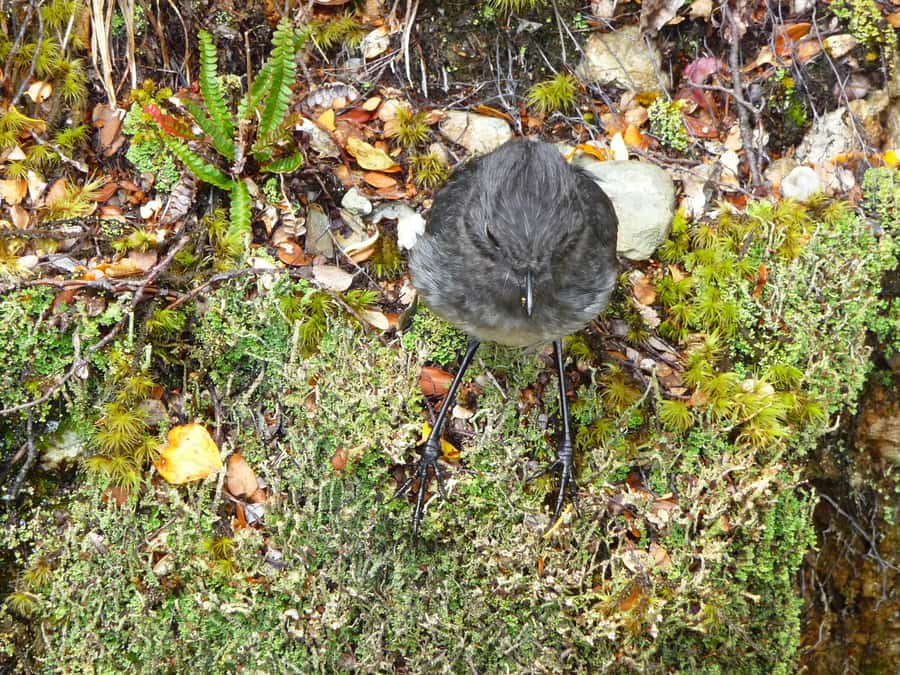 Queenstown: Routeburn Track Guided Full-Day Walk or Half Day - Guides make the difference: Hayden, Angello, and the value of real talk
