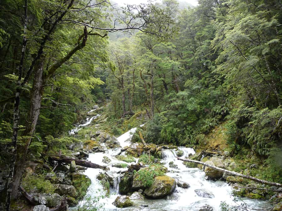Queenstown: Routeburn Track Guided Full-Day Walk or Half Day - What to bring: simple gear that keeps you comfortable