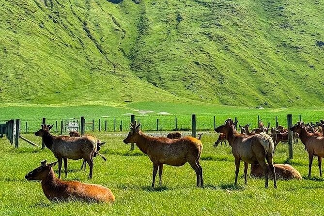Queenstown to Christchurch One Way Tour Via Lake Tekapo & Mt Cook - Stop 1: Kawarau Suspension Bridge and Roaring Meg views