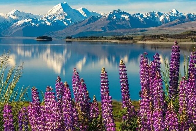 Queenstown to Christchurch One Way Tour Via Lake Tekapo & Mt Cook - High Country Salmon: feeding fish and a farm taste