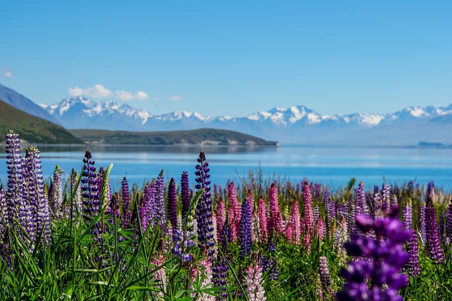 Queenstown to Christchurch via Mt Cook One-Way Tour - Who this tour fits best, and who should skip it