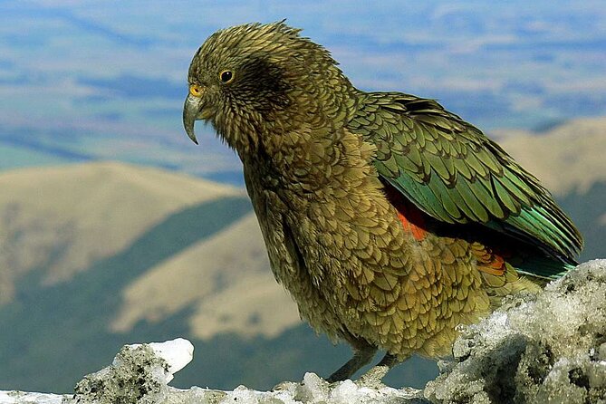 Queenstown to Lake Tekapo via Mt Cook One-Way Small Group Tour - Price check: is $222.79 good value for a one-way day?