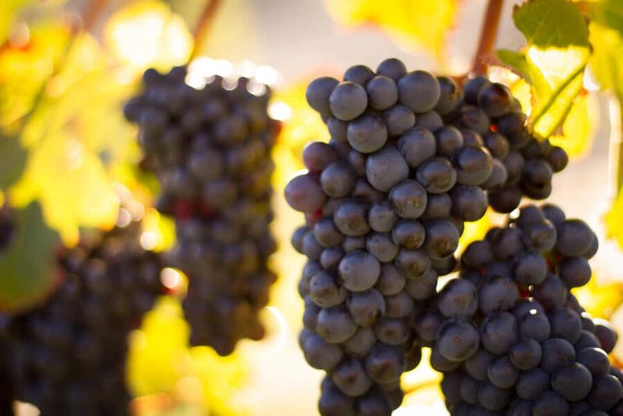 Queenstown: Wine & Food Tour, Scenic Tastings & Paired Lunch - Comfort, Group Size, and the Feel of the Day