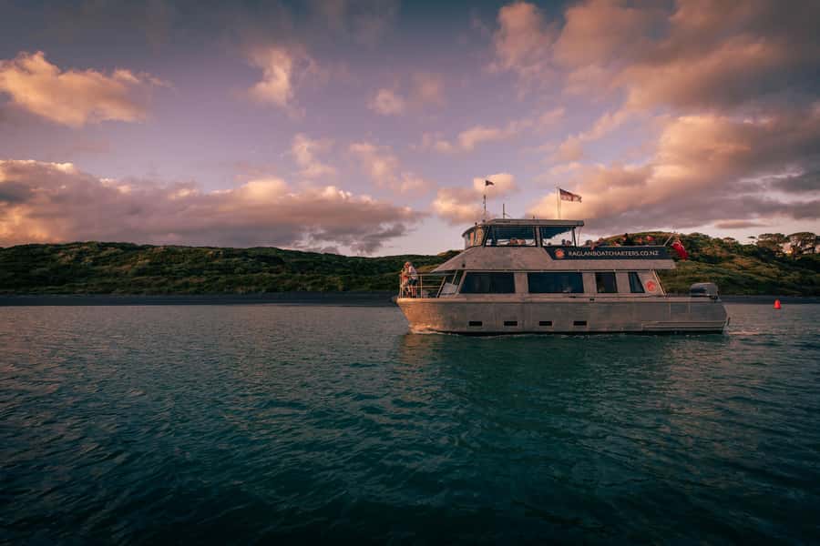Raglan: Scenic Harbour Sunset Cruise - Wildlife spotting: what to look for without getting your hopes too high