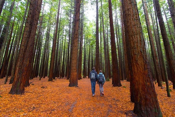 Redwood Forest , Blue Springs & Huka Falls Day Tour from Auckland - Key things to know before you go