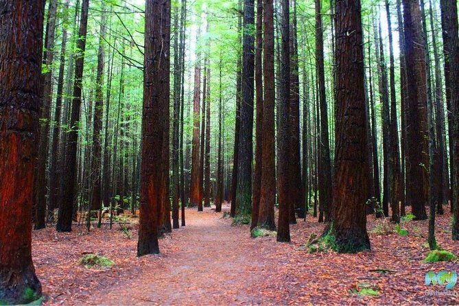 Redwood Forest , Blue Springs & Huka Falls Day Tour from Auckland - How the day feels: start early, then keep moving