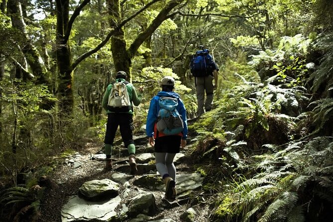 Rob Roy Glacier Guided Walk - Lake Wanaka drive, Roys Peak shadow, and the road to the hike