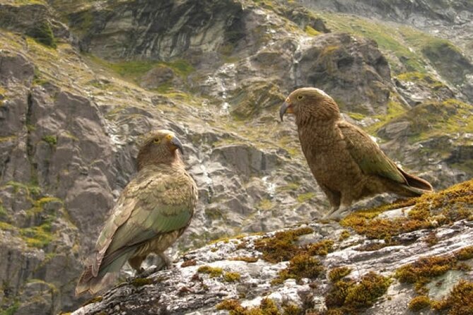 Rob Roy Glacier Guided Walk - The Rob Roy Track, alpine ground, and glacier panorama time