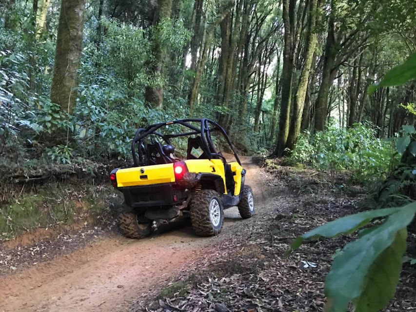 Rotorua: 4×4 Self-Drive Buggy Tour Through Farm and Bushland - Why Rotorua Off-Road Feels Different in a Self-Drive Buggy