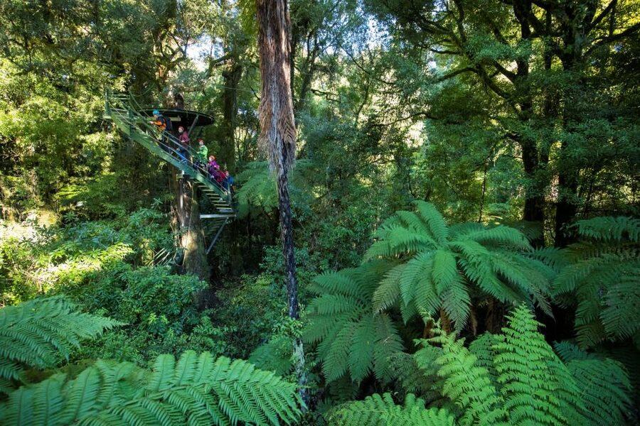 Rotorua: 6 Ziplines, 400m Tandem, Cliff Walk & Swing Bridges - Rotorua Canopy Tour Key Highlights (Quick Hits)