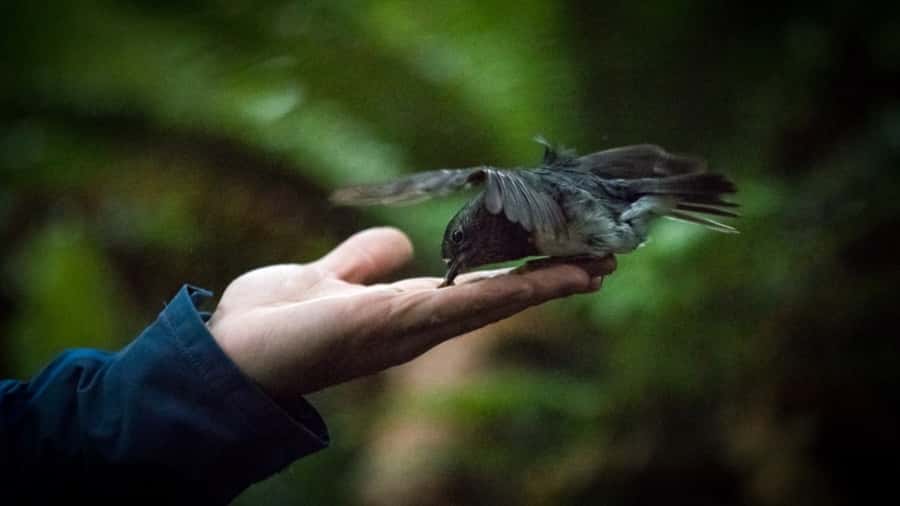Rotorua: 6 Ziplines, Swing-Bridges & Wildlife Encounters - Key things I’d plan around