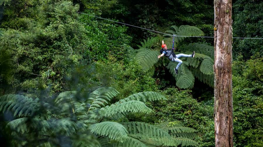 Rotorua: 6 Ziplines, Swing-Bridges & Wildlife Encounters - Who should book this zipline and who should skip it