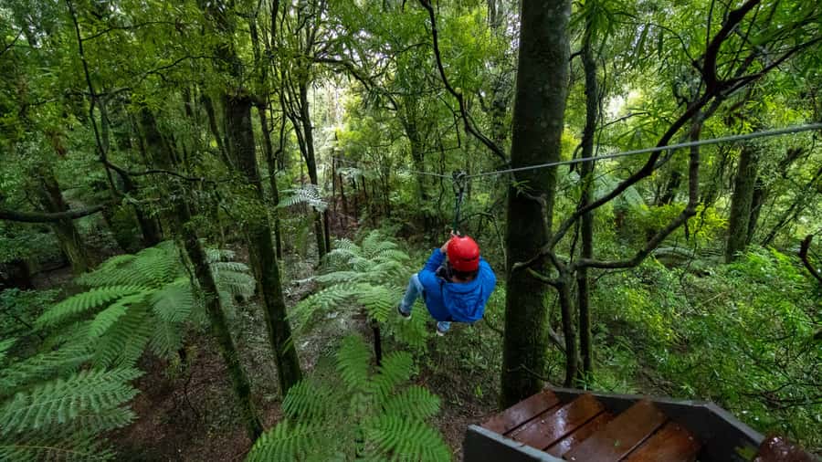 Rotorua: 6 Ziplines, Swing-Bridges & Wildlife Encounters - Should you book the Original Canopy Tour?