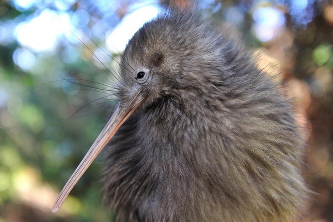 Rotorua and Waitomo Caves Day Trip from Auckland -Smaller Groups - Rotorua highlights at Te Puia: geyser energy plus time to wander